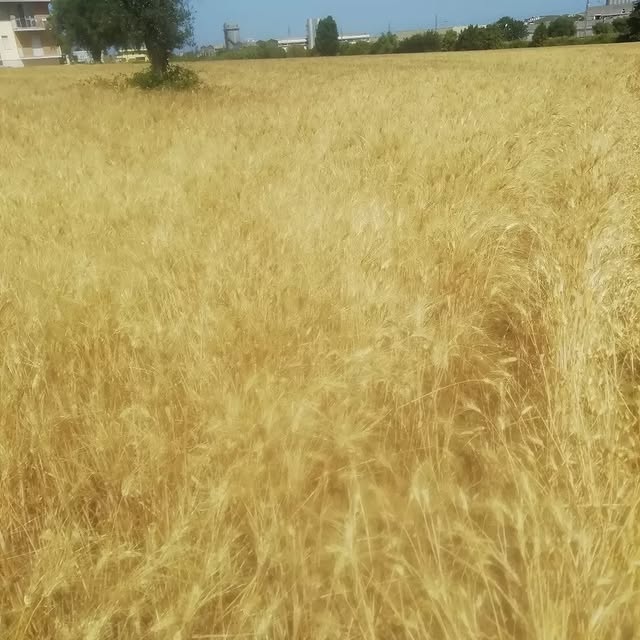 Risultati della concimazione biologica: grano duro rigoglioso grazie all’ammendante vegetale Concordia