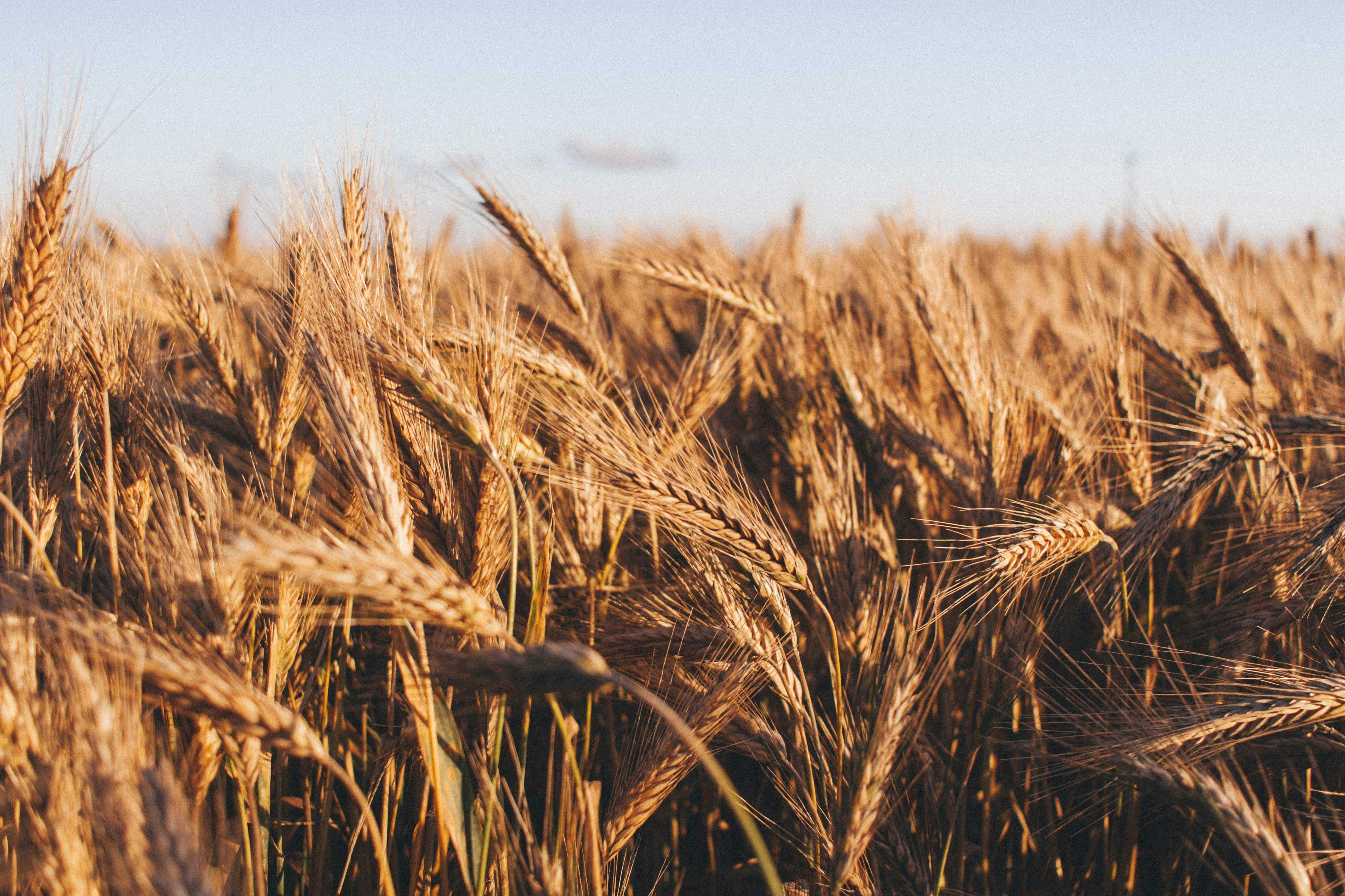 Raccolto di grano duro grazie all’ammendante biologico Concordia