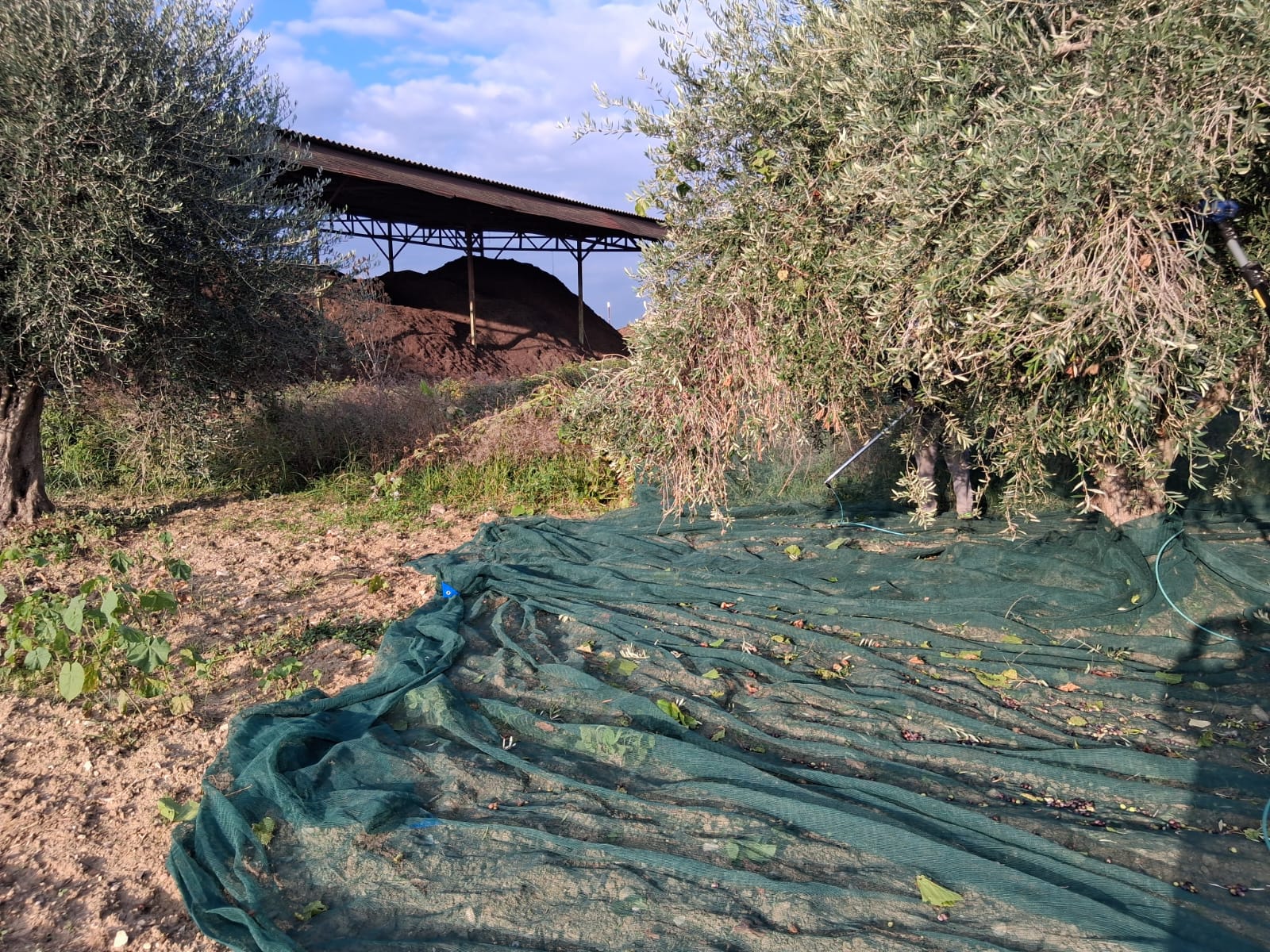 Ottima raccolta dell’olivo in Abruzzo grazie all’ammendante biologico