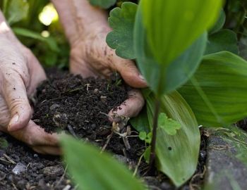 Fertilizzante Organico Naturale per Terreni Agricoli