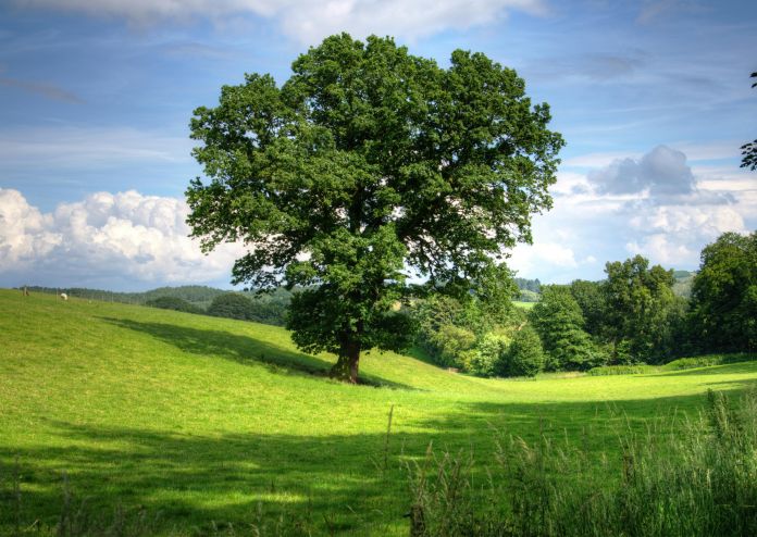 Recupero Sfalci e Potature per Economia Circolare Ambientale